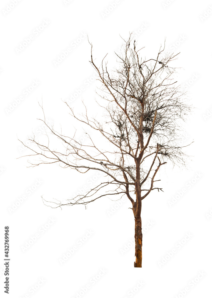 Dead tree isolated on white. Dead tree isolated on white.