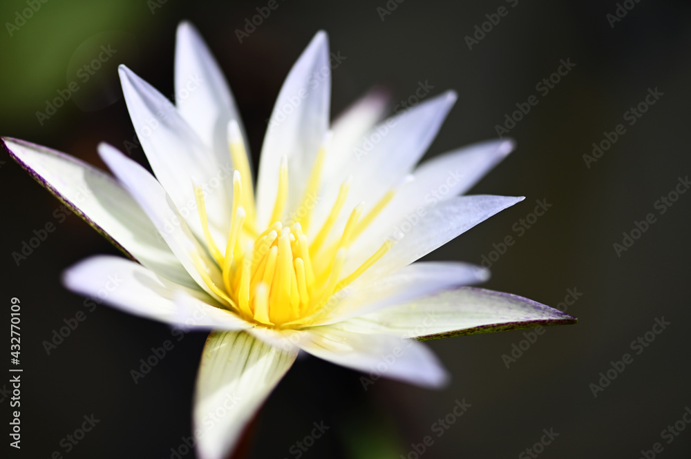 Close up of Beautiful Lotus Flower Blossom in Pond Close up of Beautiful Lotus Flower Blossom in Pond