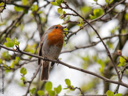 Robin Perched on a Branch 