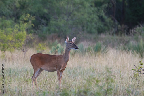 A female deer doe stand in a field looking out over the meadow