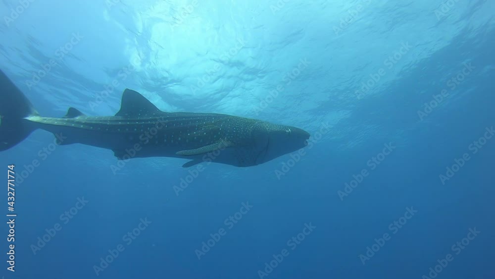 Slow motion shot diving Big whale shark (Rhincodon typus) feeding on plancton behind boat at night and swims in blue water in Maldives, Bohol Sea, Philippines, Southeast Asia. Underwater video. Slow motion shot diving Big whale shark (Rhincodon typus) feeding on plancton behind boat at night and swims in blue water in Maldives, Bohol Sea, Philippines, Southeast Asia. Underwater video.