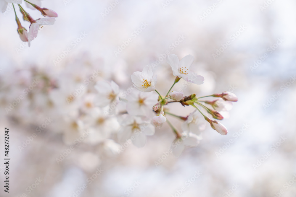 Obraz premium 春 新生活 桜 始まり 花見