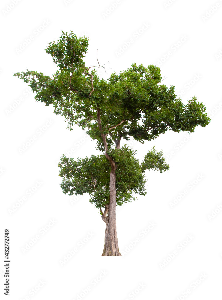 Beautiful green tree isolated on white. Beautiful green tree isolated on white.