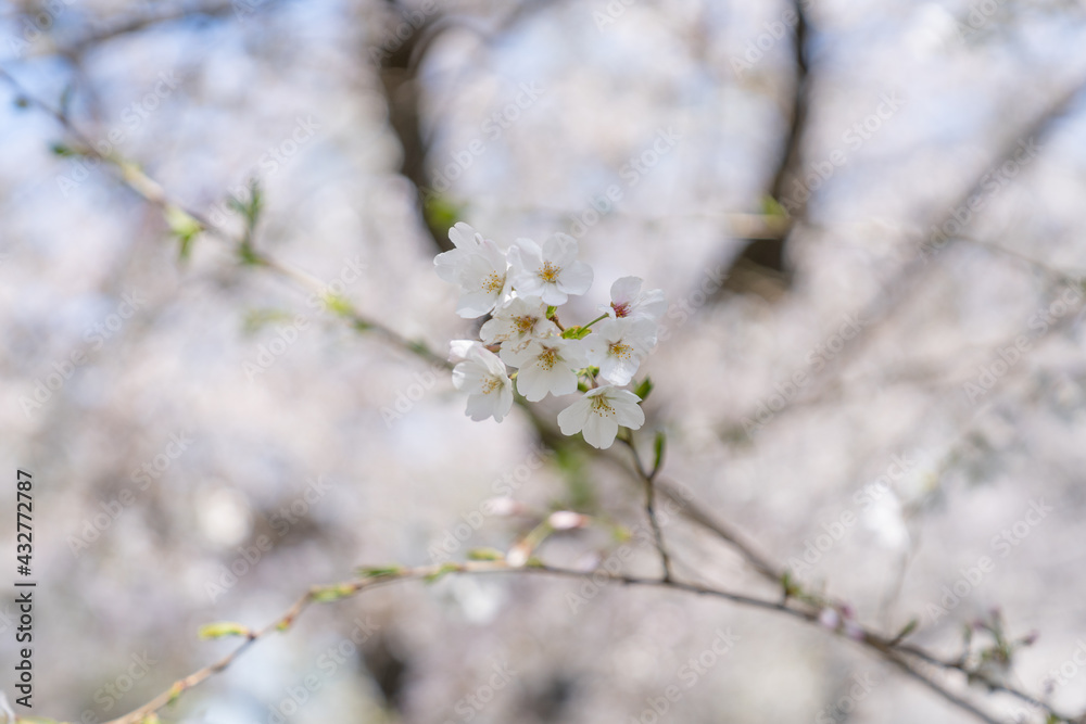 春 新生活 桜 始まり 花見