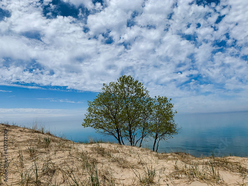 tree on the shore