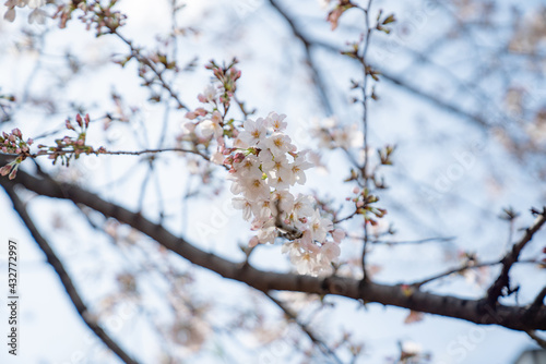 春 新生活 桜 始まり 花見 © sugiwork