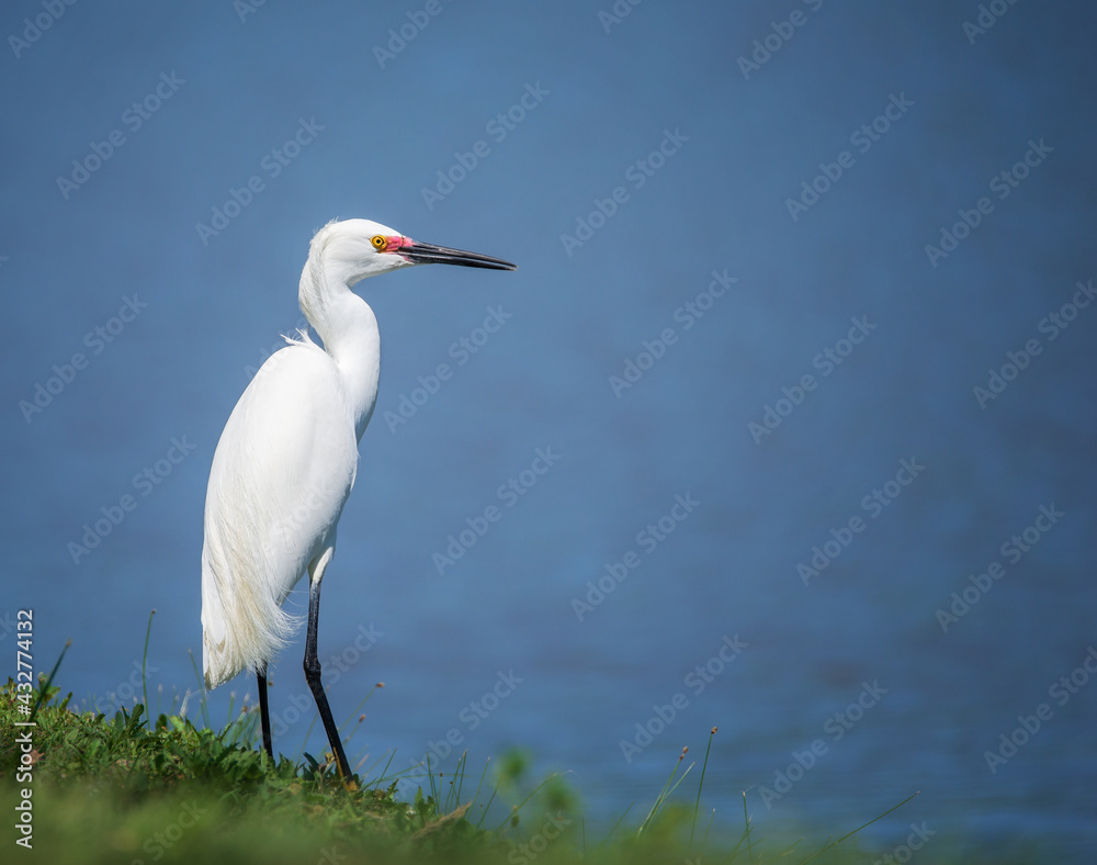 Snowy egret (Egretta thula) bird standing on shoreline. Blue lake water background. Snowy egret (Egretta thula) bird standing on shoreline. Blue lake water background.