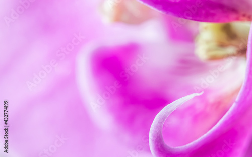 Purple orchid phalaenopsis flower fragment. Macro. Floral background