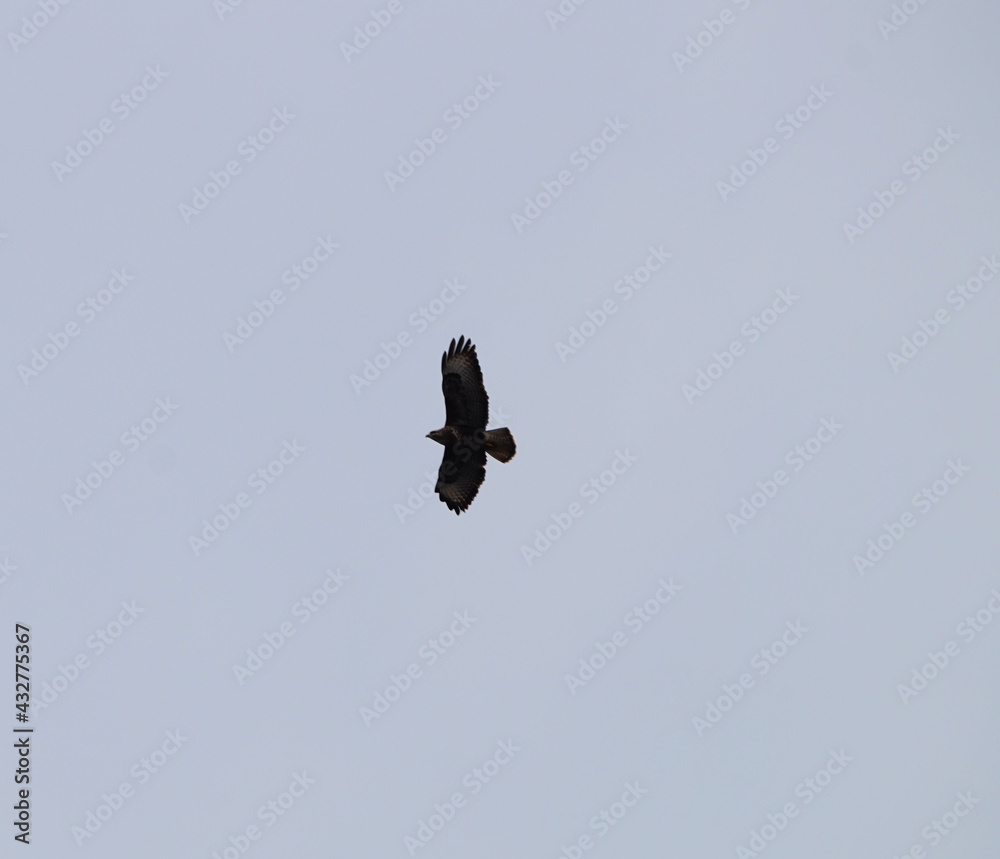 Rund um Wörnsmühl: Mäusebussard