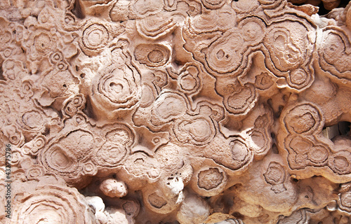 Petrified fossil stromatolite photo