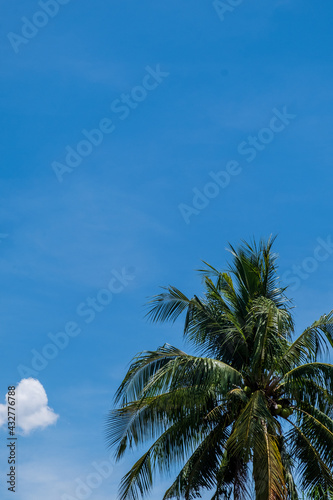 Palm trees against clear blue sky