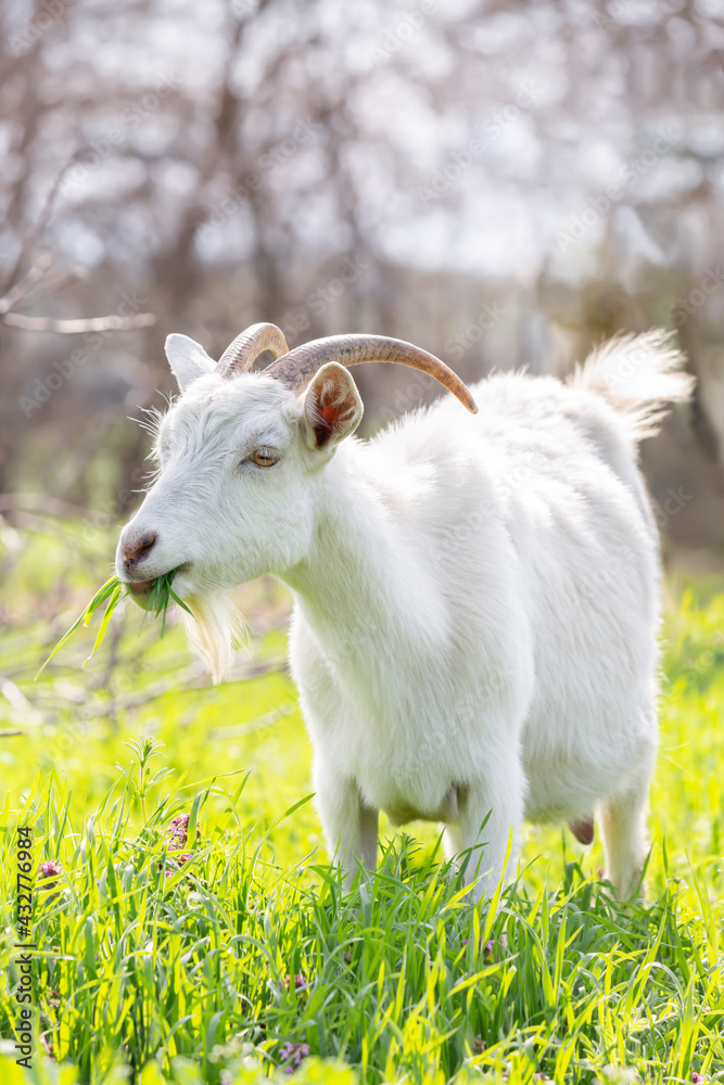 Fototapeta premium A white goat grazing in a meadow