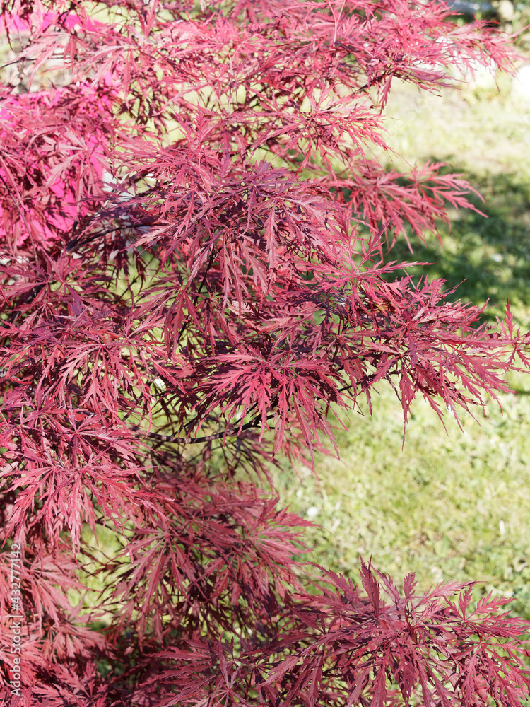 Acer palmatum dissectum | Garnet Japanese Maple 'Garnet' . Graceful small tree with lacy, deeply cut dark red leaves Acer palmatum dissectum | Garnet Japanese Maple 'Garnet' . Graceful small tree with lacy, deeply cut dark red leaves