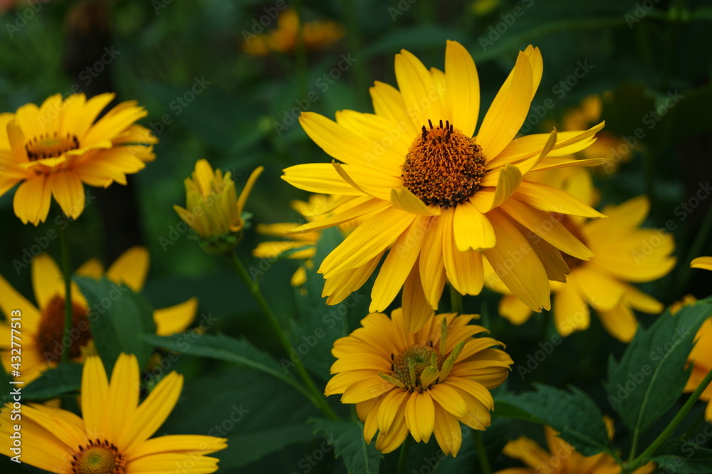 Fototapeta premium Beautiful Rudbeckia hirta in a green garden_001