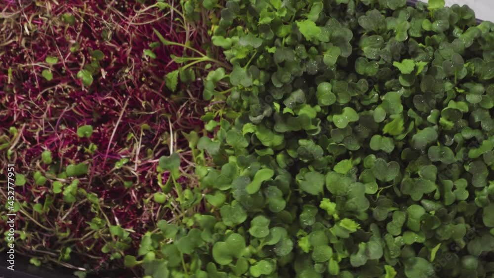 Flat lay. Harvesting radish microgreens from a large plastic tray. Flat lay. Harvesting radish microgreens from a large plastic tray.