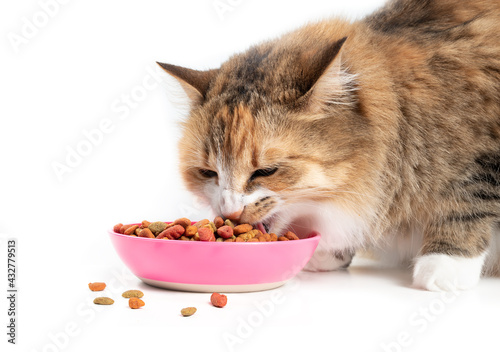 Cat eating kibbles from a bowl. Cute multicolored female kitty with mouth open while taking a bite of dry pet food variety. Concept for overeating cats, dogs and pets. Isolated on white. © Petra Richli