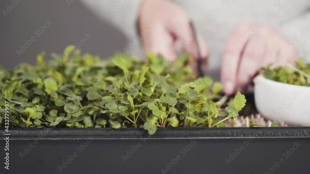 Harvesting radish microgreens from a large plastic tray. Harvesting radish microgreens from a large plastic tray.