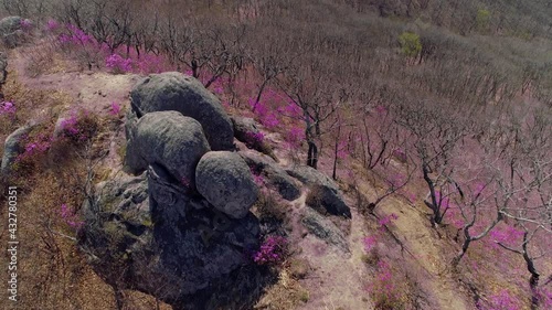 Flight above beautiful alpine peaks slopes covered with blooming seasonal pink first flowers perennial shrubs ledum azalea rhododendron bagun. Early spring Altai cinematic nature landscape. Russia. 4k photo