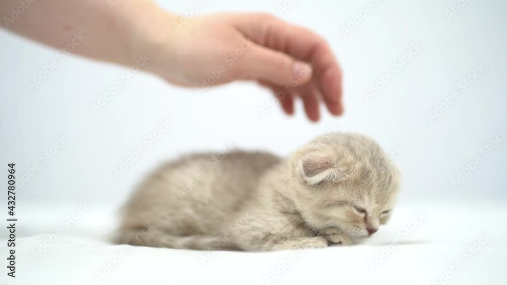 Female hand patting a tiny kitten. isolated on white background Female hand patting a tiny kitten. isolated on white background