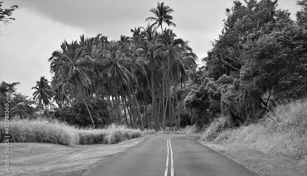 tropical landscape with road