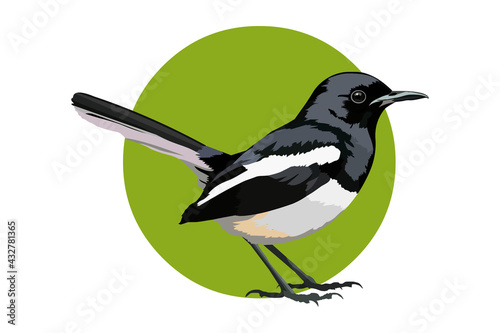 An Illustration of the Indian subcontinent bird Oriental magpie-robin.  photo