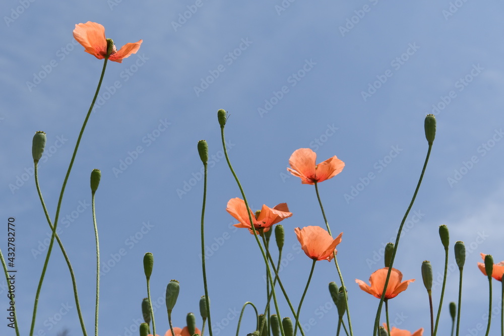 Fototapeta premium オレンジ色の花 ポピー