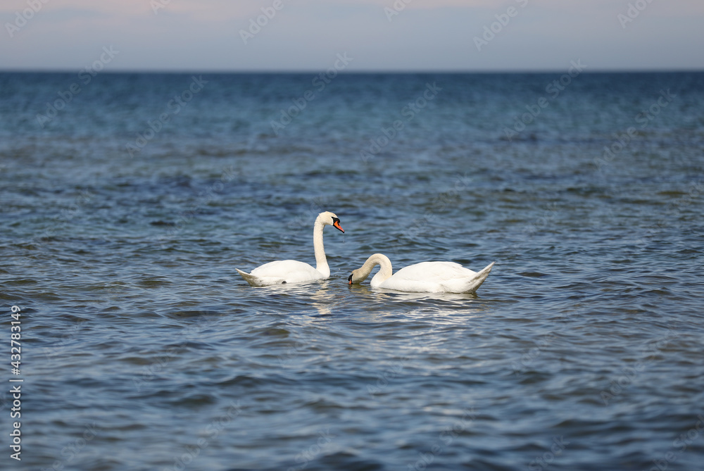 A pair of swans at Fridhem, Gotland Sweden. A pair of swans at Fridhem, Gotland Sweden.