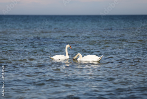 A pair of swans at Fridhem, Gotland Sweden.