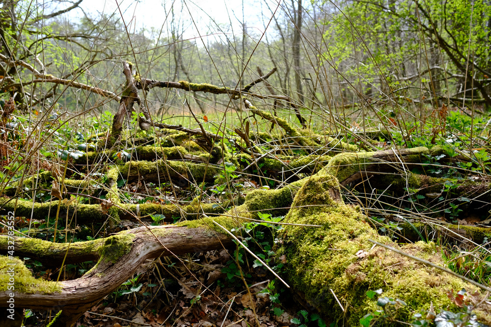 Vermooster umgestürzter Baum neben einem Waldweg Vermooster umgestürzter Baum neben einem Waldweg