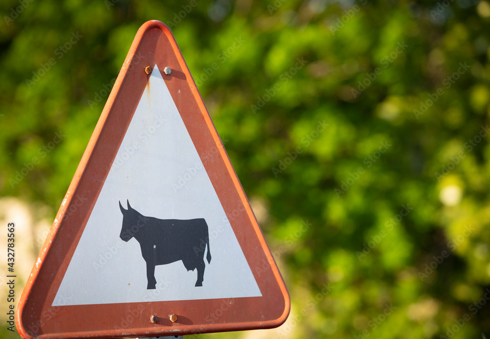 Señal de tráfico peligro por cruze de ganado (vacas) - obrazy, fototapety, plakaty 