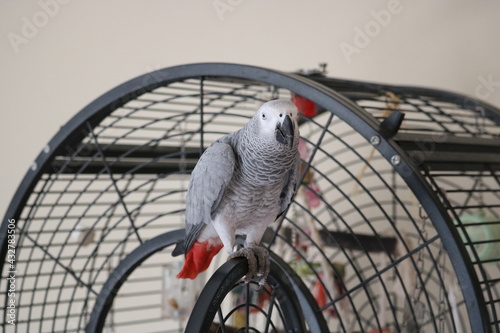 perroquet gris du Gabon sur sa porte photo