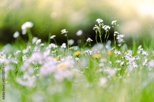 Wunderschöne Blumen rasen