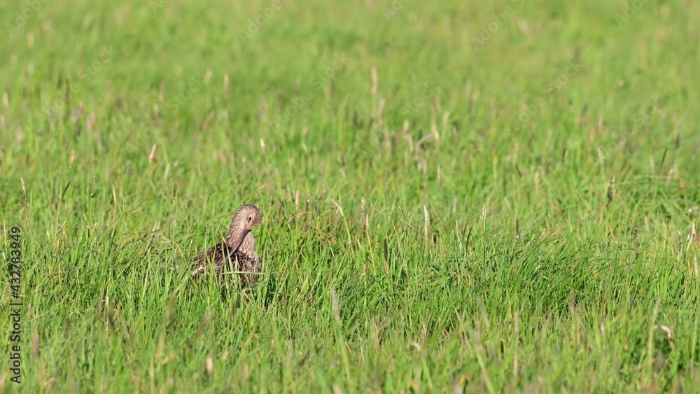 Curlew clean her feathers on the meadow and watch, spring, (numenius arquata), germany
Curlew clean her feathers on the meadow and watch, spring, (numenius arquata), germany