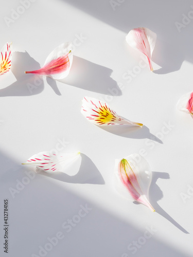 Top ivew on Alstroemeria petals on white background. Geometrical backdrop with fragile petals, light and shadow. Romantic background. photo