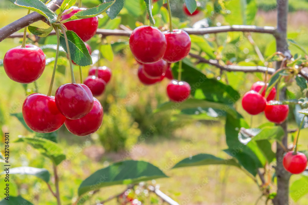 View of the organic cherry berries hanging on branches View of the organic cherry berries hanging on branches