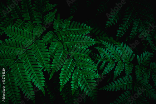 closeup nature view of tropical leaf background  dark tone concept