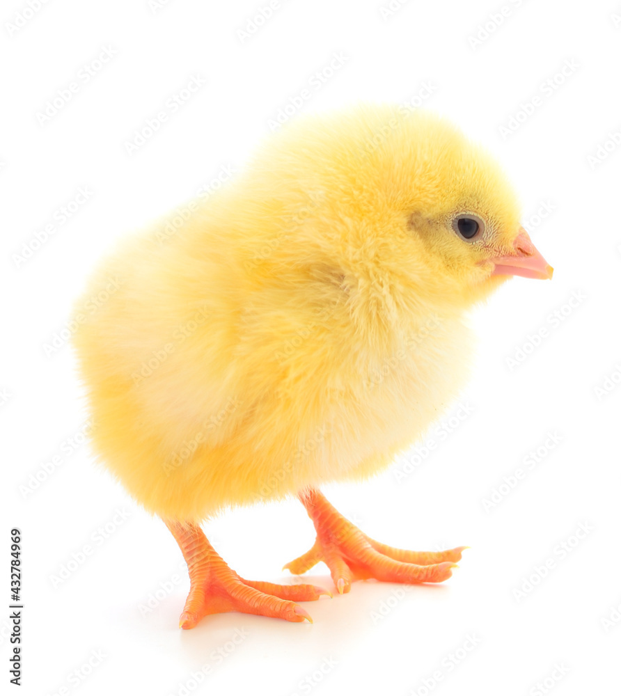 Obraz premium Little chicken isolated.