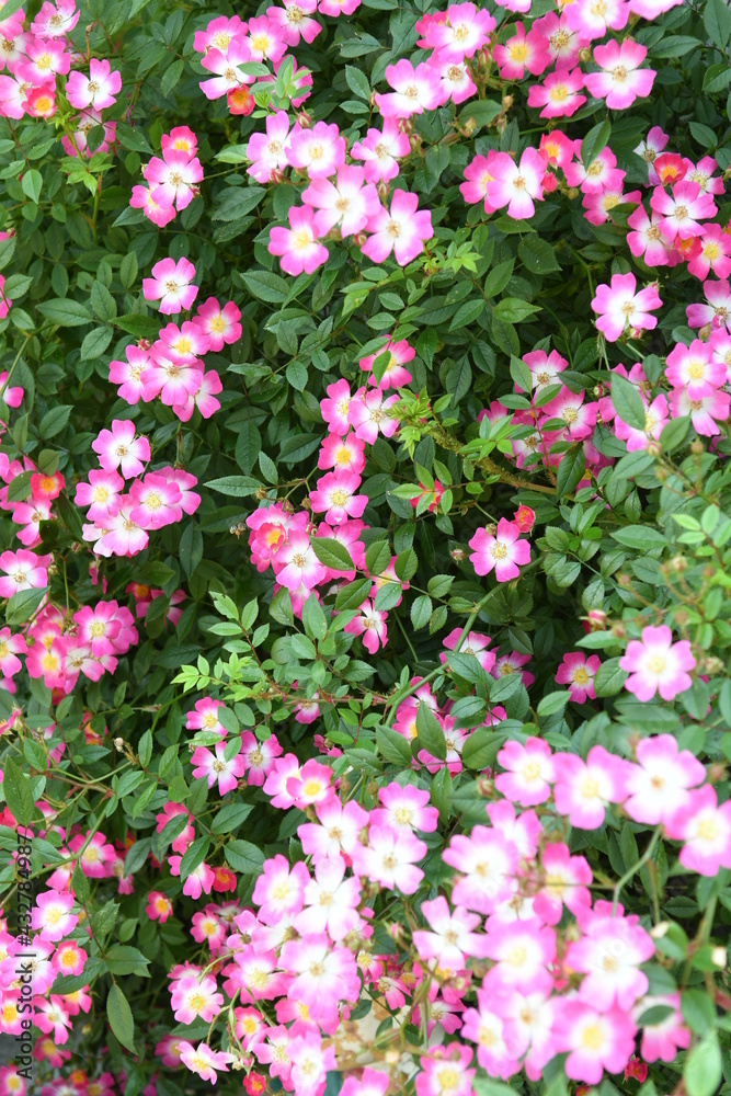 ピンク色の花 ピンク色の花