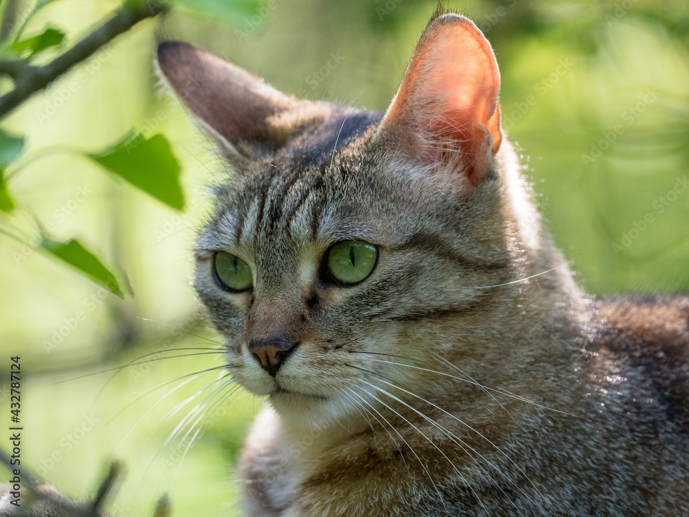 Portrait of a grey tabby cat with beautiful green eyes