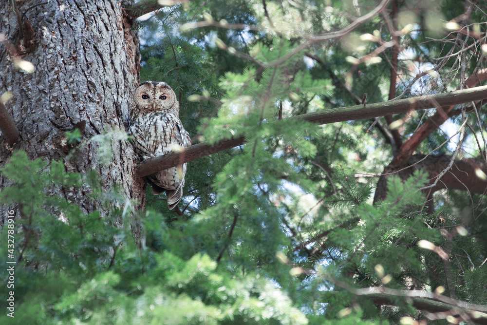 Naklejka premium owl sitting on a tree