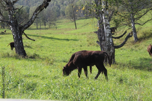 russion bison (yak) in park national park photo