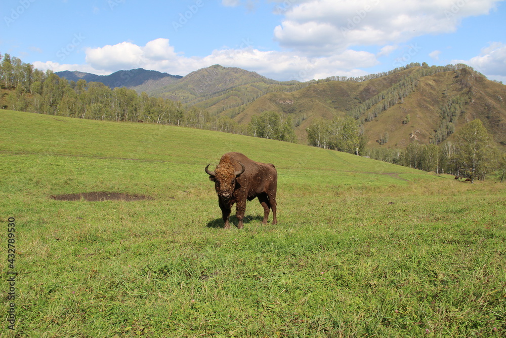 russion bison (yak) in park national park