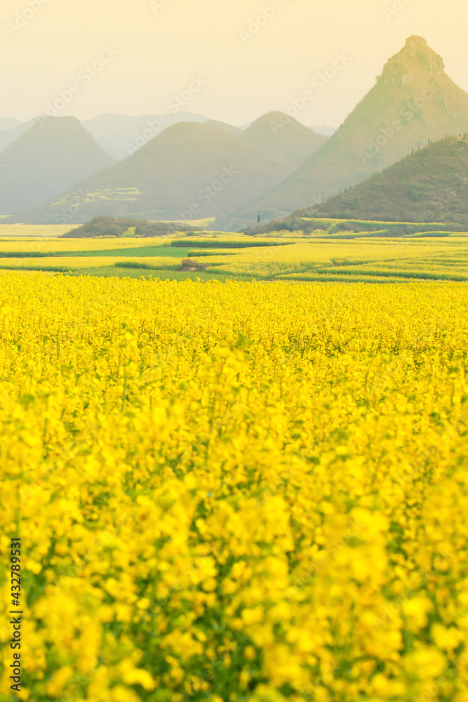 Yellow mustard flowers fields in full bloom in springtime.