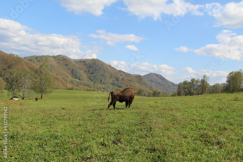 russion bison (yak) in park national park © Стурова Анна