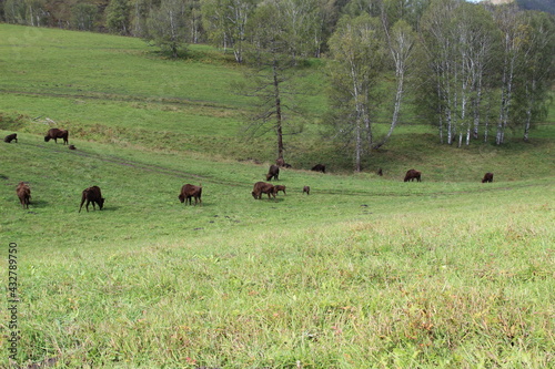 russion bison (yak) in park national park