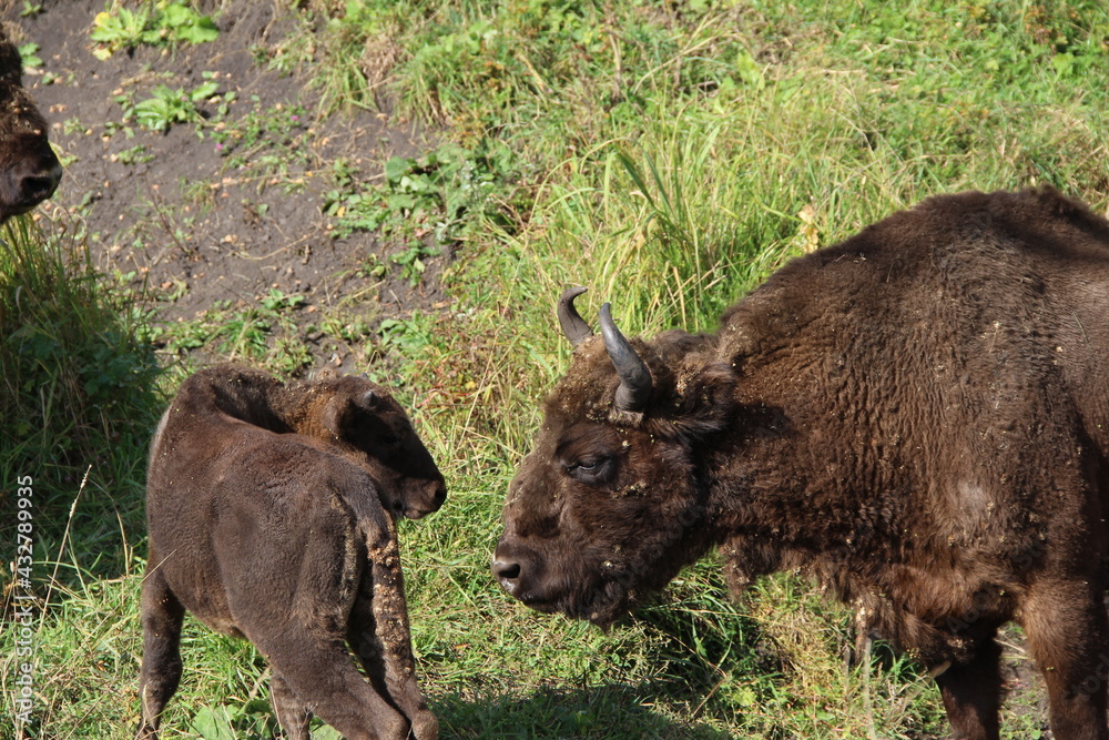 russion bison (yak) in park national park russion bison (yak) in park national park