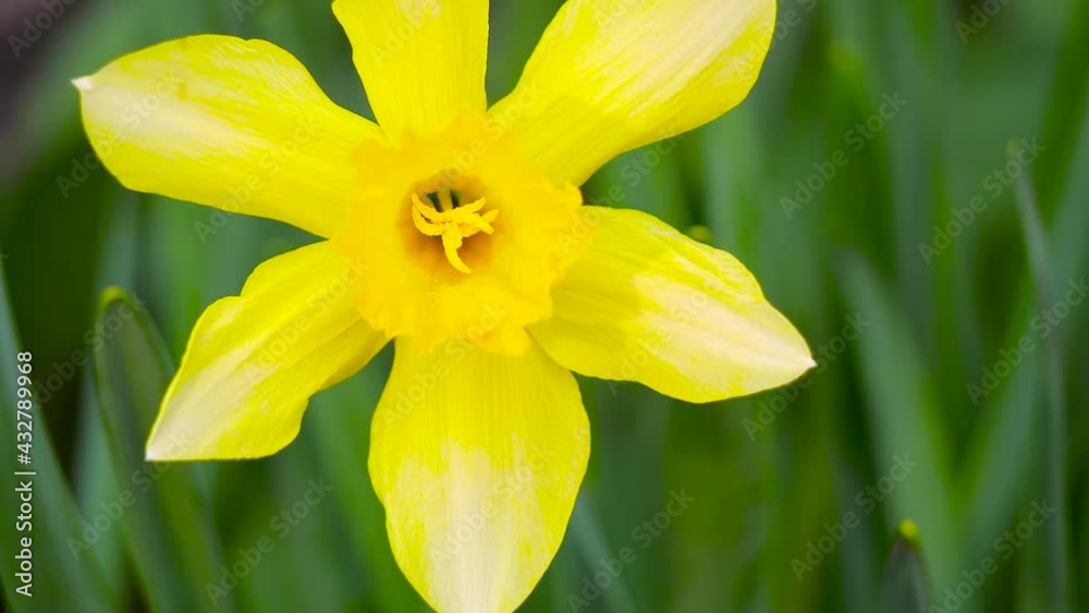 Close up beautiful yellow daffodil flower sways in the wind. Slow motion. Close up beautiful yellow daffodil flower sways in the wind. Slow motion.