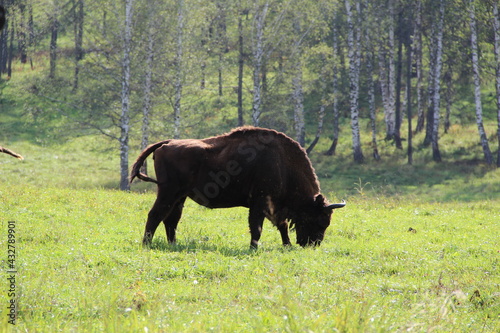 russion bison (yak) in park national park