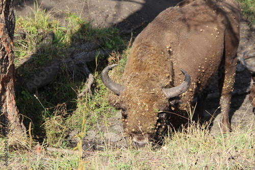 russion bison (yak) in park national park