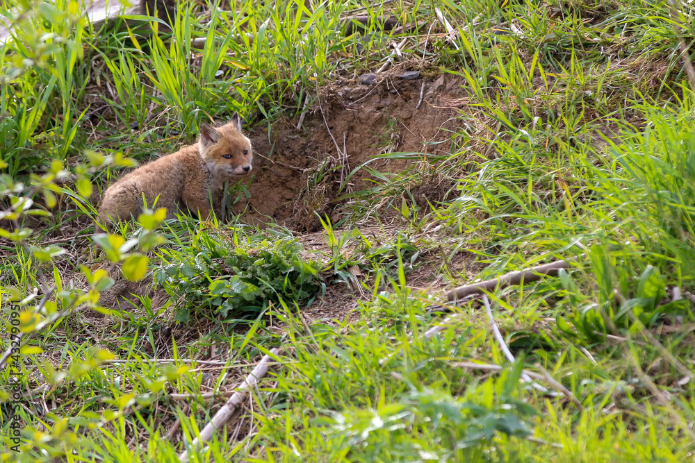 young fox (vulpes vulpes) of a few weeks old discovering the world and practicing his hunting skills to survive in the big world. young fox (vulpes vulpes) of a few weeks old discovering the world and practicing his hunting skills to survive in the big world.